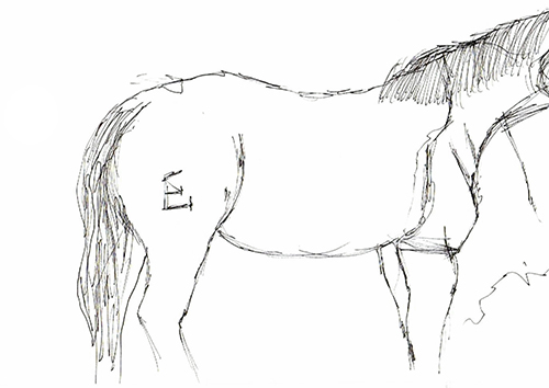 Cavalo #7